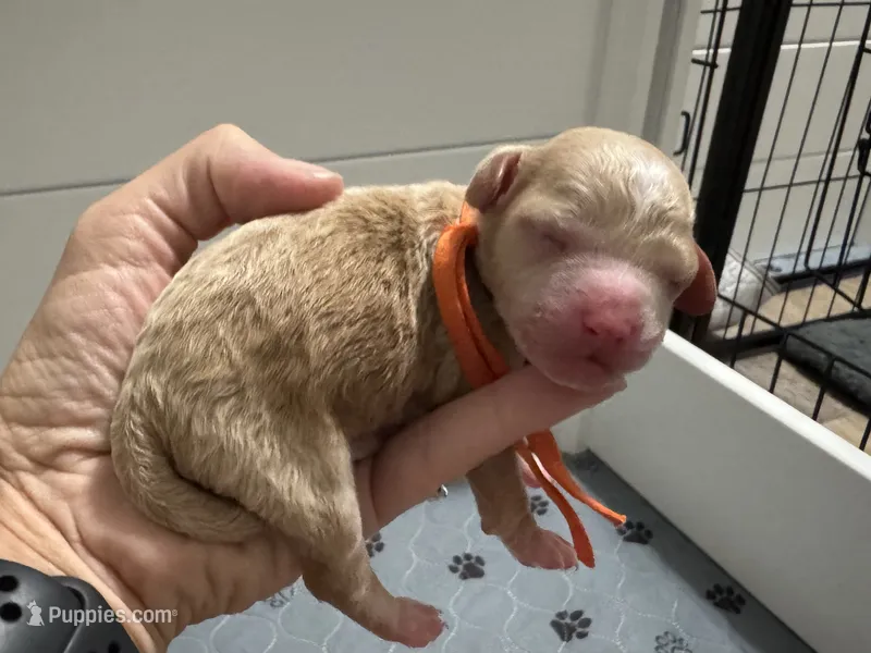 CKC Birdie's Orange – Miniature Goldendoodle puppy for sale in Granite, OK