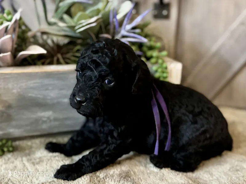 AKC Shadow's Purple – Poodle - Miniature  puppy for sale in Granite, OK