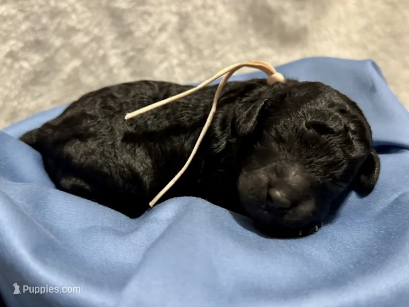 AKC Shadow's Pink – Poodle - Miniature  puppy for sale in Granite, OK