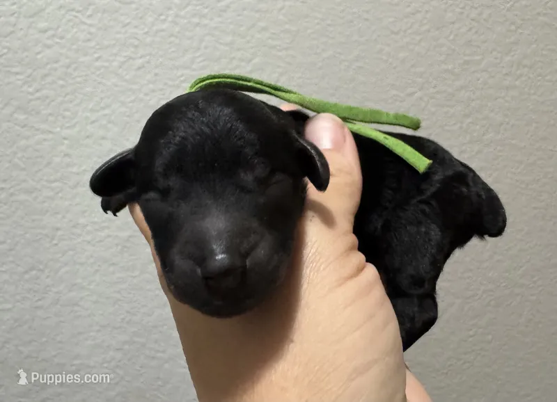 AKC Shadow's Green – Poodle - Miniature  puppy for sale in Granite, OK