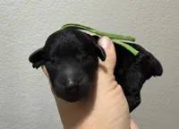 AKC Shadow's Green, a female Poodle - Miniature  for sale in Granite, OK – 1 of 1