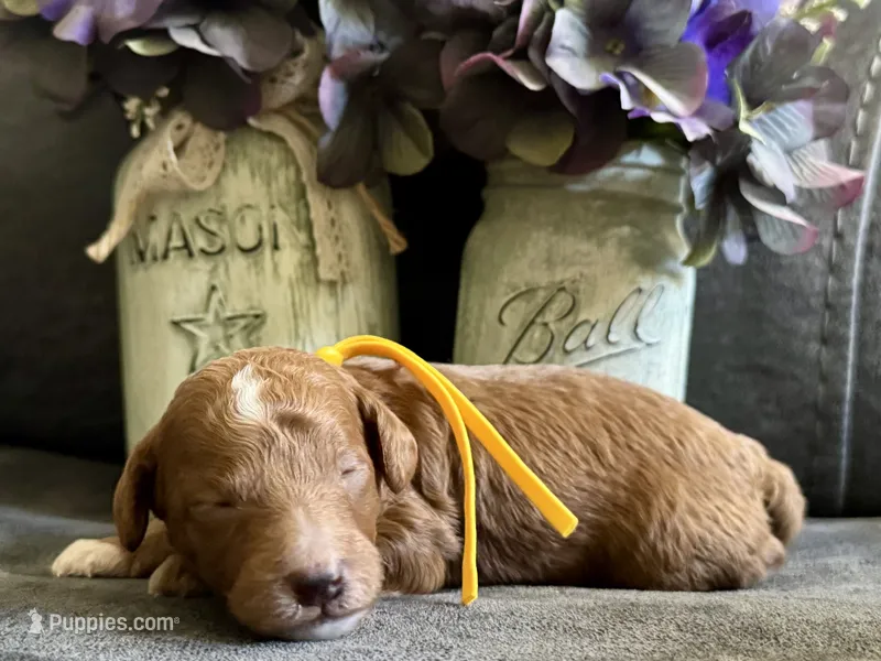 CKC Birdie's Yellow – Miniature Goldendoodle puppy for sale in Granite, OK