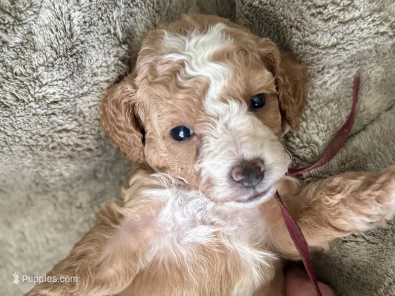 CKC Birdie's Maroon – Miniature Goldendoodle puppy on hold in Granite, OK