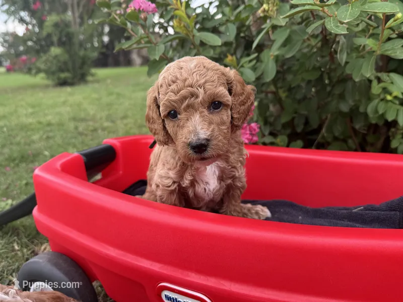 CKC Birdie's Black – Miniature Goldendoodle puppy for sale in Granite, OK