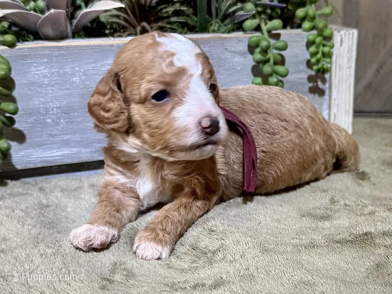 CKC Birdie's Maroon – Miniature Goldendoodle puppy on hold in Granite, OK