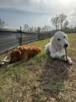 Lily, a female English Cream Golden Retriever for sale in Conroe, TX – Photo 5 of 6