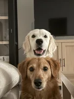 Lily, a female English Cream Golden Retriever for sale in Conroe, TX – Photo 1 of 6