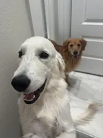 Lily, a female English Cream Golden Retriever for sale in Conroe, TX – Photo 3 of 6