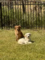 Lily, a female English Cream Golden Retriever for sale in Conroe, TX – Photo 6 of 6