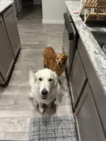 Lily, a female English Cream Golden Retriever for sale in Conroe, TX – Photo 4 of 6