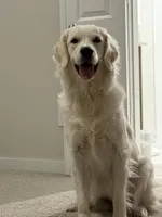 Lily, a female English Cream Golden Retriever for sale in Conroe, TX – Photo 2 of 6