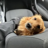 Kobi, a male Goldendoodle for sale in Conroe, TX – Photo 2 of 10