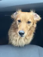 Kobi, a male Goldendoodle for sale in Conroe, TX – Photo 9 of 10