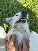 Kobi, a male Goldendoodle for sale in Conroe, TX – Photo 3 of 10