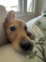 Kobi, a male Goldendoodle for sale in Conroe, TX – Photo 8 of 10