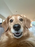 Kobi, a male Goldendoodle for sale in Conroe, TX – Photo 7 of 10