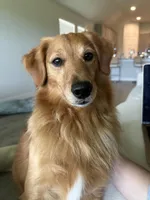 Kobi, a male Goldendoodle for sale in Conroe, TX – Photo 10 of 10