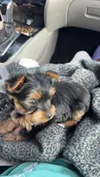 Nala , a female Yorkshire Terrier for sale in Conyers, GA – Photo 4 of 7