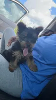 Nala , a female Yorkshire Terrier for sale in Conyers, GA – Photo 3 of 7