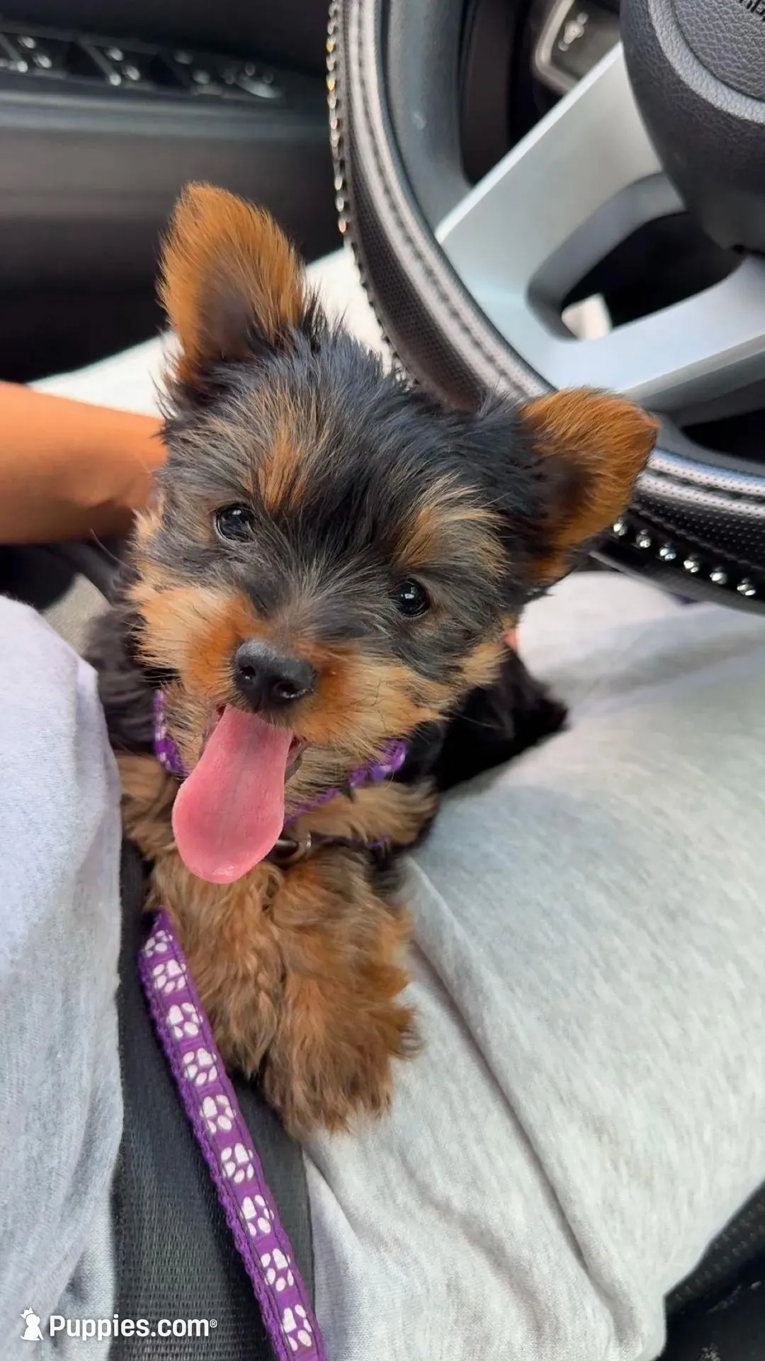 Nala , a female Yorkshire Terrier for sale in Conyers, GA – Photo 2 of 7