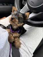 Nala , a female Yorkshire Terrier for sale in Conyers, GA – Photo 6 of 7