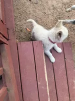Winter, a female Siberian Husky for sale in Tuskegee Institute, AL – Photo 2 of 3