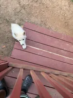 Winter, a female Siberian Husky for sale in Tuskegee Institute, AL – Photo 3 of 3