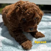 Sprout, a male Goldendoodle for sale in Aptos, CA – 2 of 5
