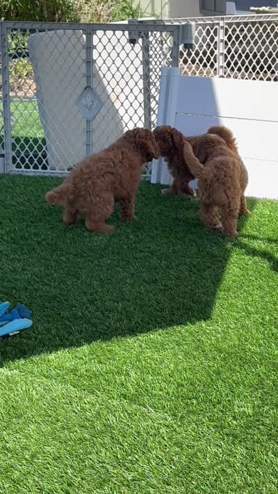 Pumpkin, a male Goldendoodle and Miniature Goldendoodle for sale in Aptos, CA – 6 of 6