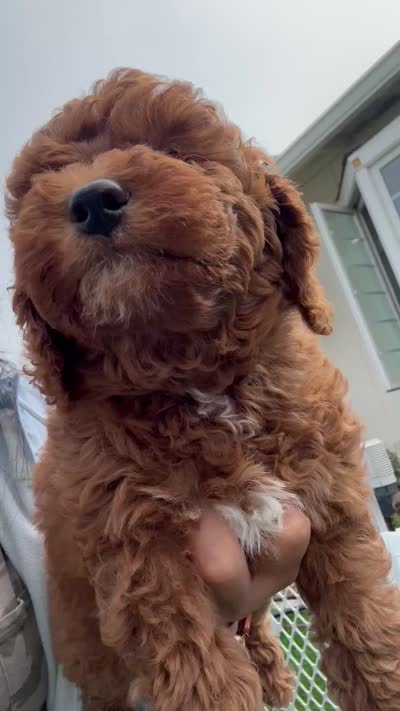Sprout, a male Goldendoodle for sale in Aptos, CA – 5 of 5