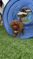 Sprout, a male Goldendoodle and Miniature Goldendoodle for sale in Aptos, CA – 8 of 9