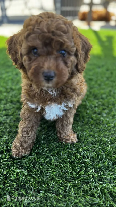 Sprout – Goldendoodle puppy for sale in Aptos, CA