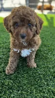 Sprout, a male Goldendoodle for sale in Aptos, CA – 1 of 5