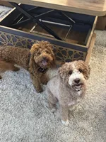 Sprout, a male Goldendoodle for sale in Aptos, CA – 4 of 5
