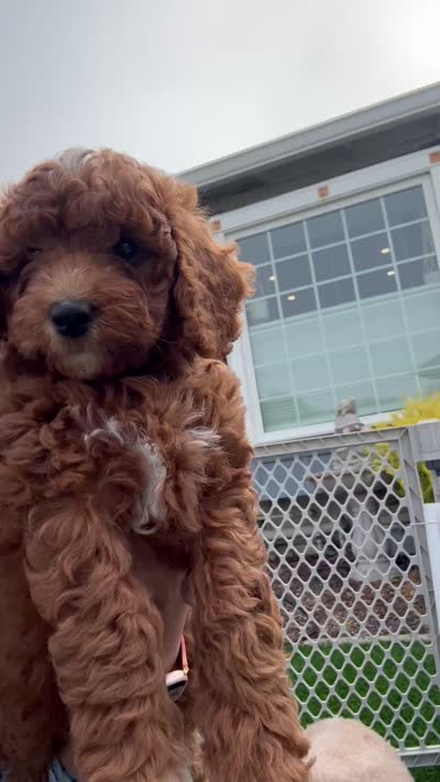 Chia, a male Goldendoodle for sale in Aptos, CA – 4 of 5