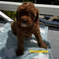 Pumpkin, a male Goldendoodle for sale in Aptos, CA – 3 of 5