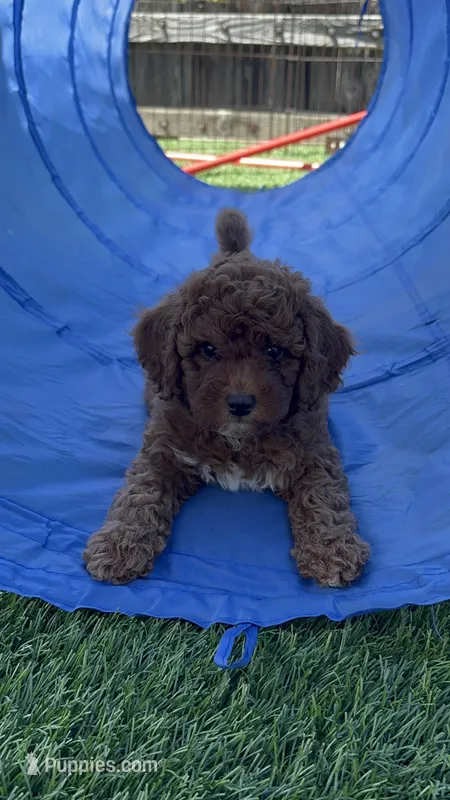 Sprout – Goldendoodle, Miniature Goldendoodle puppy for sale in Aptos, CA