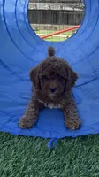 Sprout, a male Goldendoodle and Miniature Goldendoodle for sale in Aptos, CA – 1 of 9