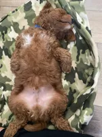 Chia, a male Goldendoodle and Miniature Goldendoodle for sale in Aptos, CA – 5 of 8