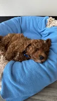 Chia, a male Goldendoodle and Miniature Goldendoodle for sale in Aptos, CA – 8 of 8