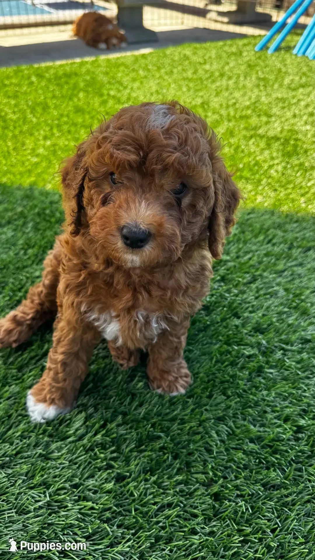 Chia, a male Goldendoodle and Miniature Goldendoodle for sale in Aptos, CA – 2 of 8