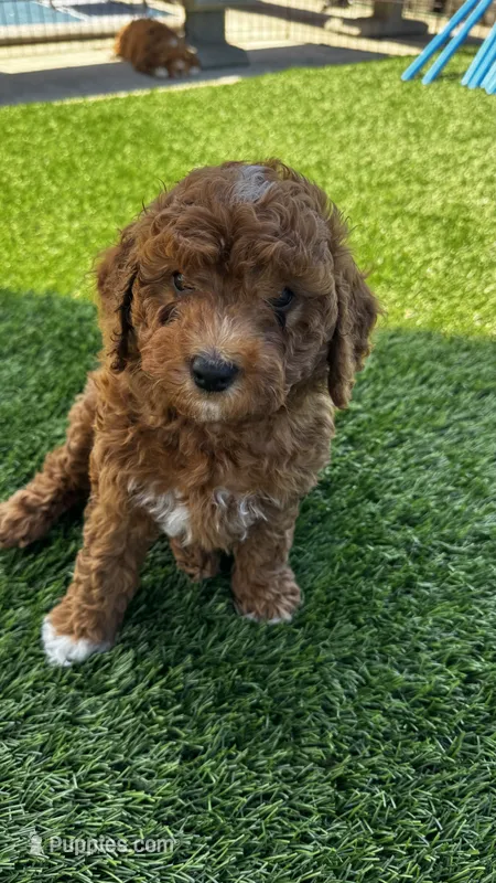 Chia – Goldendoodle puppy for sale in Aptos, CA