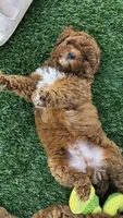 Sprout, a male Goldendoodle and Miniature Goldendoodle for sale in Aptos, CA – 9 of 9