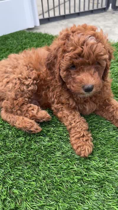 Pumpkin, a male Goldendoodle for sale in Aptos, CA – 5 of 5