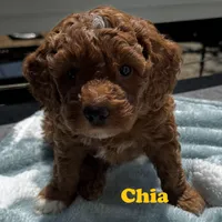 Chia, a male Goldendoodle for sale in Aptos, CA – 2 of 5