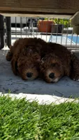 Chia, a male Goldendoodle and Miniature Goldendoodle for sale in Aptos, CA – 7 of 8