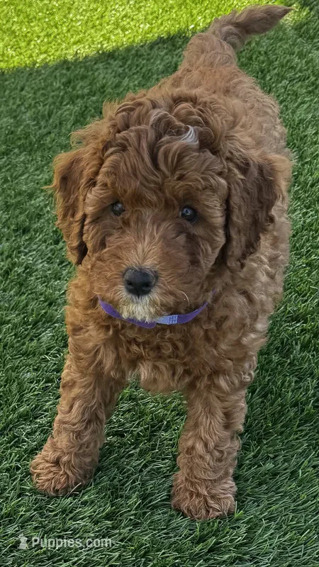 Pumpkin – Goldendoodle puppy for sale in Aptos, CA