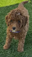 Pumpkin, a male Goldendoodle for sale in Aptos, CA – 1 of 5