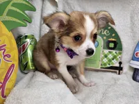 Forest Ranger (longer fur), a male Chihuahua for sale in Annapolis, MD – Photo 7 of 8