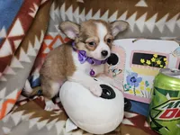 Forest Ranger (longer fur), a male Chihuahua for sale in Annapolis, MD – Photo 6 of 8